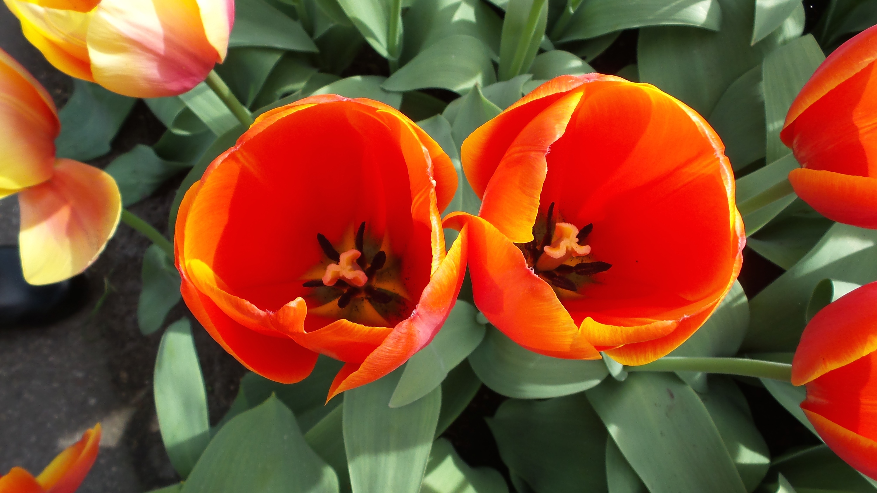 2014-04-17 Holland Tulips 07.jpg